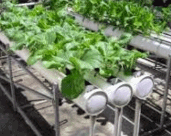 Produce grown in water and not in the soil (Screenshot, United With Israel)