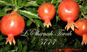 pomegranates-5777